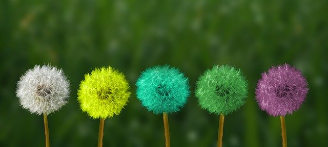 5 dandelions in a row, one white, one yellow, one teal, one green and the last one is purple.