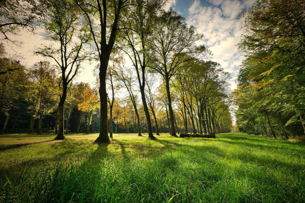Trees