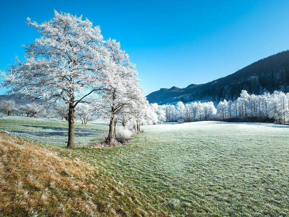 Green field and leafy trees covered in a heavy frost.