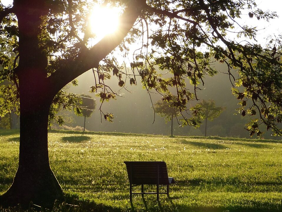 Sun shining through the boughs of a tree which has an empty bench beneath it.