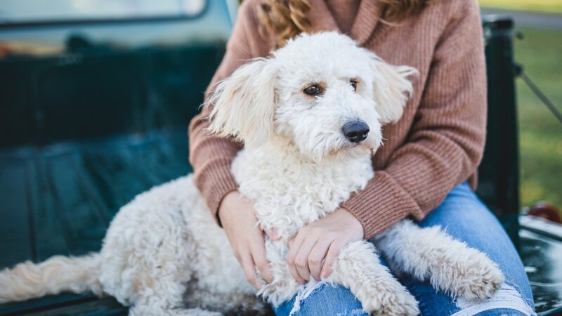 A person cuddling a dog.